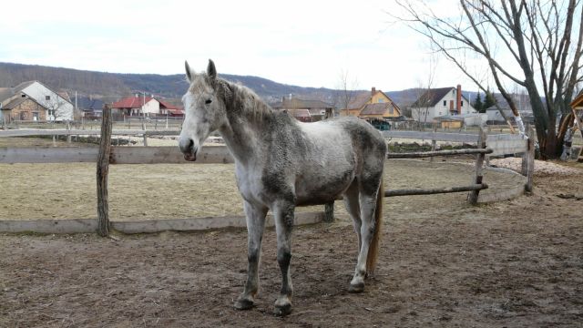 Ló: Magyar félvér