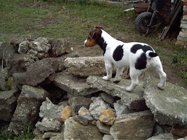 Jack Russel terrier