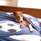 Kutya Basenji