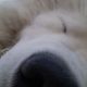 Kutya Samoyede
