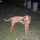 Kutya Rhodesian Ridgeback