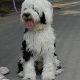 Kutya Tibeti terrier
