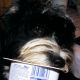 Kutya Tibeti terrier