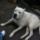 Kutya Argentin dog