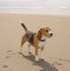 Kutya Beagle