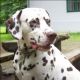 Kutya Dalmata