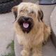 Kutya Bearded collie