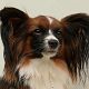 Kutya Papillon