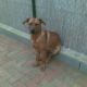 Kutya Rhodesian Ridgeback