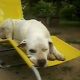 Kutya Argentin dog