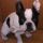 lusy, Bulldog