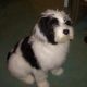 Kutya Tibeti terrier