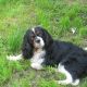 Kutya Cav.King C. spániel