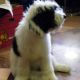 Kutya Tibeti terrier