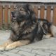 Kutya Leonberger