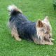 Kutya Norwich terrier