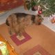 Kutya Airedale terrier