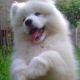 Kutya Samoyede
