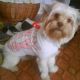 Kutya Terrier