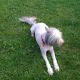 Kutya Bearded collie