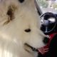 Kutya Samoyede