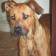 Kutya Rhodesian Ridgeback
