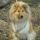 Myra, Collie