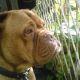 Kutya Bordeaux-i dog