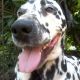Kutya Dalmata