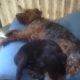 Kutya Welsh terrier