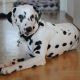 Kutya Dalmata