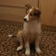 Kutya Sheltie