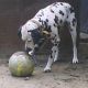 Kutya Dalmata