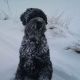Kutya Orosz fekete terrier