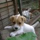 Kutya Parson Jack Russel