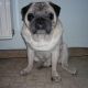 Kutya Mops