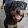 Maya, Rottweiler