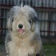 Kutya Bobtail
