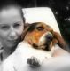 Kutya Basset hound