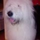 Kutya Bobtail