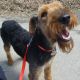 Kutya Airedale terrier