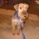 Kutya Airedale terrier