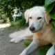 Kutya Kuvasz