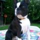 Kutya Boston terrier