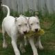 Kutya Argentin dog