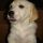 Lara, Golden retriever