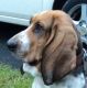 Kutya Basset hound