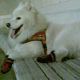 Kutya Samoyede