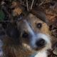 Kutya Parson Jack Russel