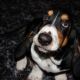 Kutya Basset hound